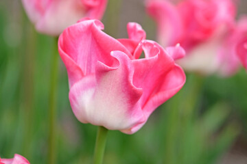 Tall pink and white coronet Tulip, tulipa ‘Crown of Dynasty’ in flower.