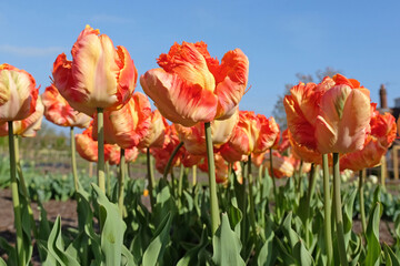 Orange and yellow frilled parrot Tulip, tulipa ‘Parrot King’ in flower.