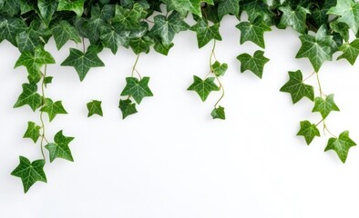 Fresh green ivy vines cascading down,  a botanical border on a white background