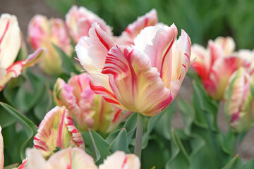 Fototapeta premium Red, pink and white variegated frilled parrot Tulip, tulipa ‘Flaming Art’ in flower.