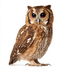 Naklejka premium Eastern screech owl portrait on white background