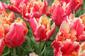 Red with white edges frilled parrot Tulip, tulipa ‘Dee Jay Parrot’ in flower.