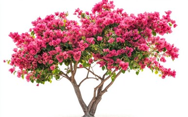 Fototapeta premium Vibrant pink bougainvillea tree against white background. A lush, flowering shrub with abundant, vibrant pink blossoms and green foliage. A healthy, thriving specimen