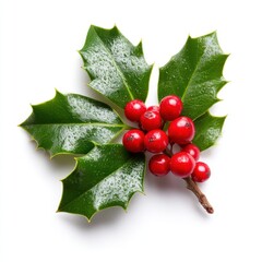 Holly branch with red berries on white background