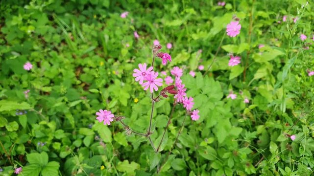 Red campion (Silene dioica) a spring summer wildflower flowering plant with a red pink springtime flower commonly known as adder's or devil's flower, nature stock video footage clip