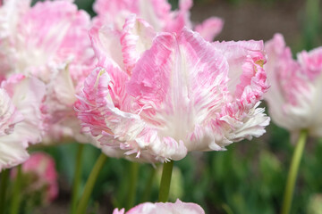 White and pink ruffled parrot Tulip, tulipa ‘Cabana’ in flower.