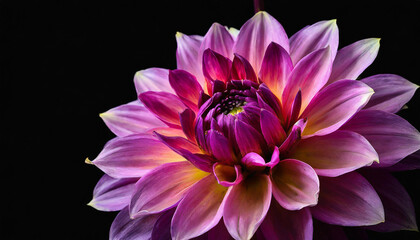 Surreal dark chrome pink and purple flower dahlia macro isolated on black