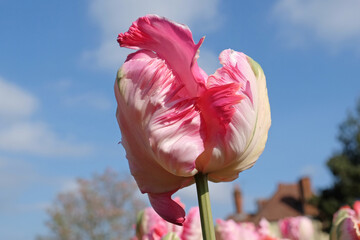 Cream, pink and green ruffled parrot Tulip, tulipa ‘Apricot Parrot’ in flower.