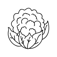 cauliflower icon, cauliflower vector illustration-simple illustration of cauliflower, perfect for cauliflower logos and icons