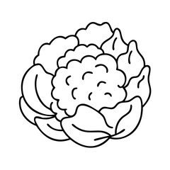 cauliflower icon, cauliflower vector illustration-simple illustration of cauliflower, perfect for cauliflower logos and icons