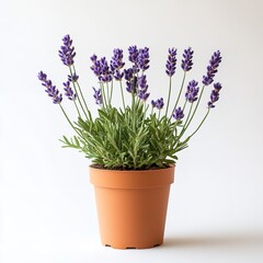 Naklejka premium Lavender plant in pot fragrant purple flowers home decor gardening indoor plant aromatherapy calming scent