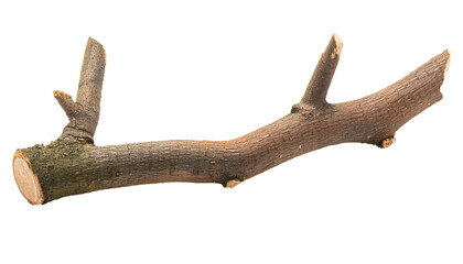natural rough broken tree branch with visible bark and small cut twigs, rustic wood texture on isolated background

