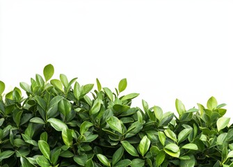 Obraz premium Lush green foliage border