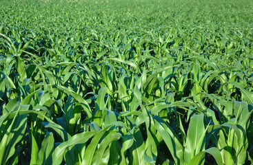 green field of young corn background. selective focus. corn growing