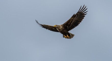 Fototapeta premium Majestic Eagle Soaring High Above Clouds - A powerful eagle in flight, symbolizing freedom, strength, vision, majesty, and nature. The bird is captured mid-flight against a clear sky