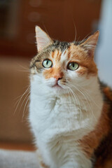 Calico Cat Portrait Green Eyes