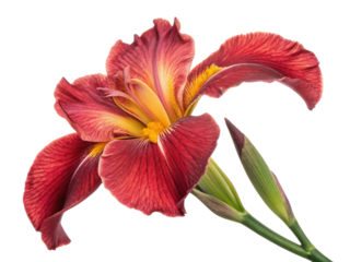 vibrant iris flower showcases stunning red and yellow hues, captivating with its intricate petals and graceful form