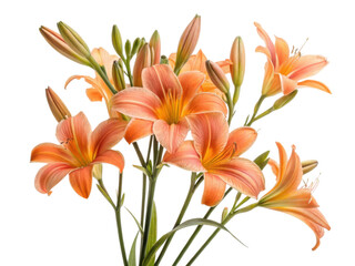 Fototapeta premium Beautiful iris flowers bloom in vibrant shades of orange showcasing their delicate petals and lush green stems