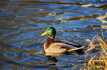 Mallard Drake Swimming Profile View