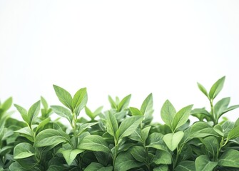 Obraz premium Fresh green leaves border on white background