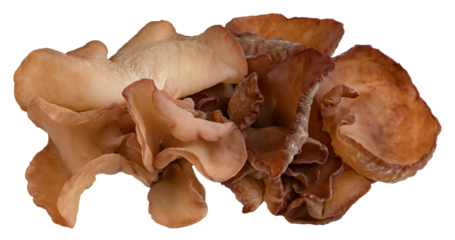 ear mushroom or Jew's ear isolated
