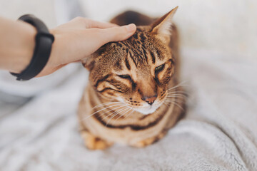 Softly stroking a content Bengal cat during a cozy morning at home, where warmth and companionship...