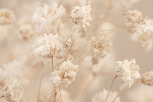 Gypsophila romantic little white flowers bouquet background macro