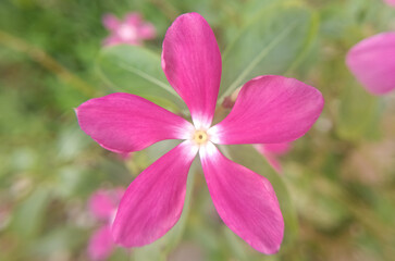 close-up of a pink flower
