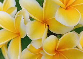 Obraz premium yellow flower in the garden