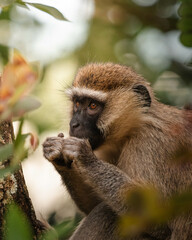 Portrait of a monkey