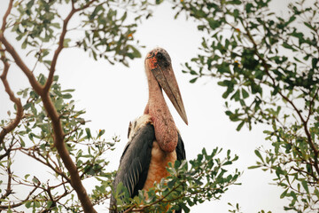 Marabou Stork in Uganda