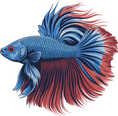 Fototapeta premium Cute Siamese Fighting Fish Vector