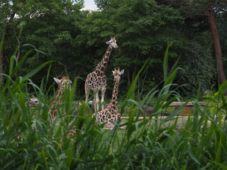 Giraffes at the Leipzig Zoo