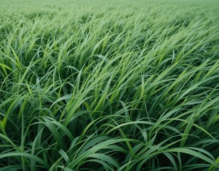 A vast field of lush green grass stretches under a clear blue sky, with gentle sunlight illuminating the vibrant blades, creating a serene and peaceful natural landscape.