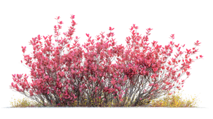 Vibrant Cotinus Coggygria Bush Isolated on White Background - Professional Quality Image