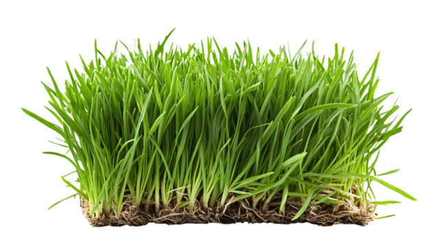 Vibrant Fresh Green Grass on Clean White Background for Isolation