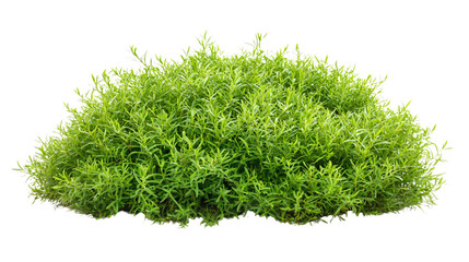 Fototapeta premium Vibrant Green Grass Bush Isolated on White Background for Nature Concept Design