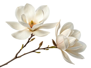 Fototapeta premium Magnolia flowers bloom gracefully showcasing their delicate petals and vibrant centers, creating serene and beautiful atmosphere
