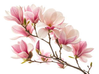 Magnolia flowers bloom beautifully with soft pink petals creating serene atmosphere in nature. Their elegance captivates all who see them