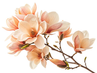 Naklejka premium Magnolia flowers bloom beautifully with soft petals and delicate colors, creating serene atmosphere in any setting