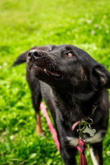 Obraz premium Black dog without breed on a leash in the park on green grass