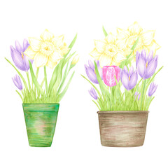 Hand drawn watercolor daffodil crocus and tulip with green leaves in a pot isolated on white background. Can be used for postcard, label, scrapbook and other printed products.