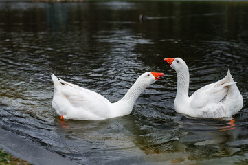 Fototapeta premium Two Geese Swimming in a Lake
