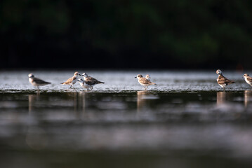 Little ringed plovers in the river back water
