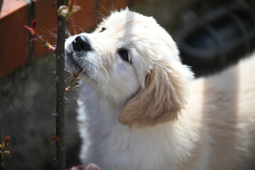 golden retirver, 2 mesi