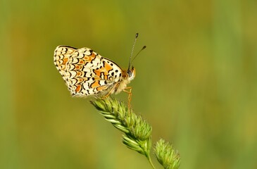 wildlife photos. photos of butterflies in natural areas.