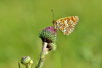 wildlife photos. photos of butterflies in natural areas.