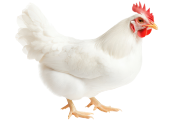 White Chicken Portrait: A pristine white chicken stands majestically, showcasing its smooth feathers and vibrant comb.  The bird's posture conveys a sense of calm confidence.