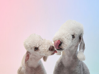 A pair of Bedlington Terriers rest close together with their noses almost touching. Their soft fur...