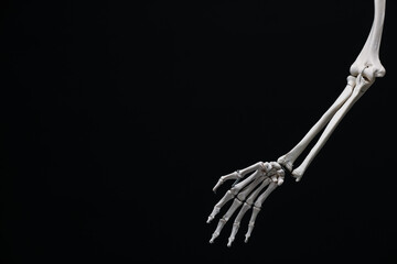 Artificial human skeleton model on black background, closeup. Space for text